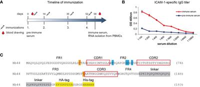 Generation of high affinity ICAM-1-specific nanobodies and evaluation of their suitability for allergy treatment